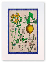 Charger l&#39;image dans la galerie, la botanique en robe violette à pois blanc