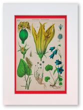 Charger l&#39;image dans la galerie, La botanique en robe rouge à pois blanc