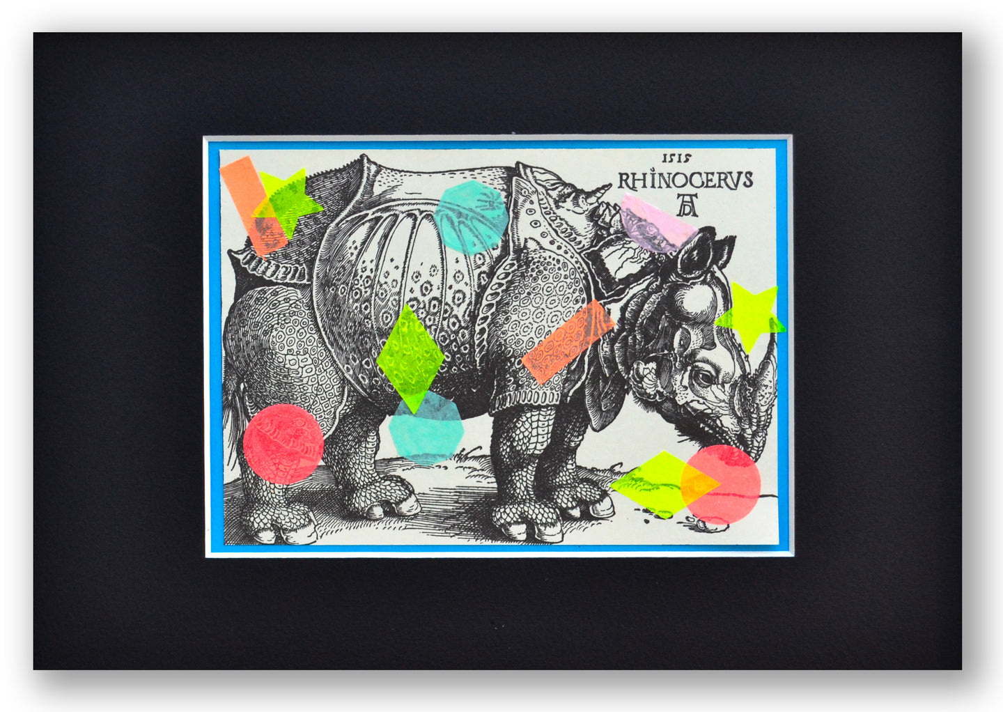 Rhinocerus colorus