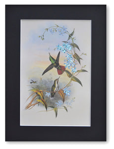 Les colibris rêveurs