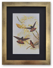 Charger l&#39;image dans la galerie, Exotisme et colibris