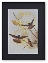 Charger l&#39;image dans la galerie, Exotisme et colibris