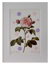 Charger l&#39;image dans la galerie, Tendre rosier blanc